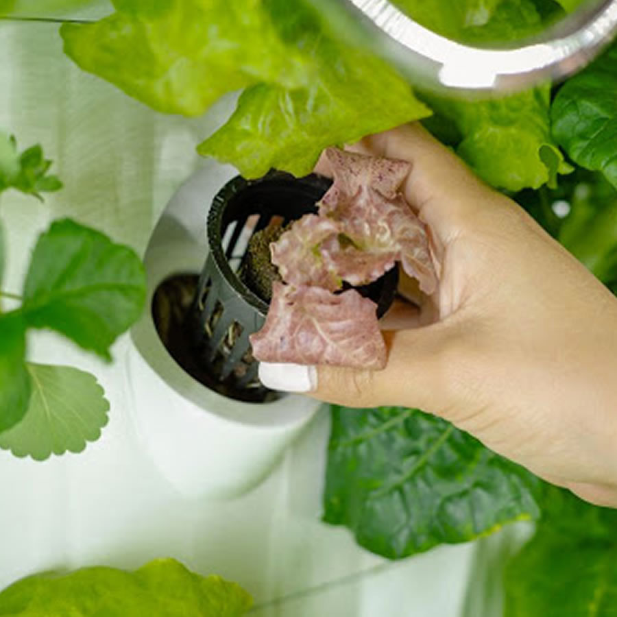 Home Hydroponic Kit - Kit Size: 36 Cup System (Option 1): image 3