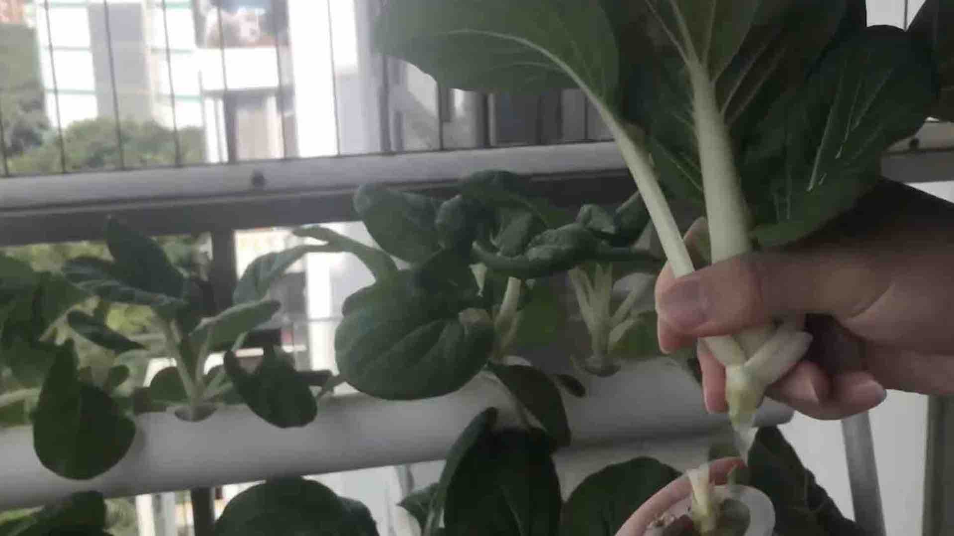 Home Hydroponic Kit - Kit Size: 36 Cup System (Option 1): image 4