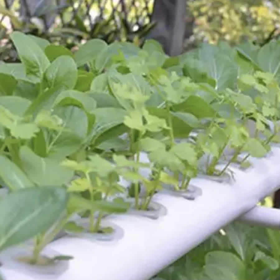 Home Hydroponic Kit - Kit Size: 36 Cup System (Option 3)