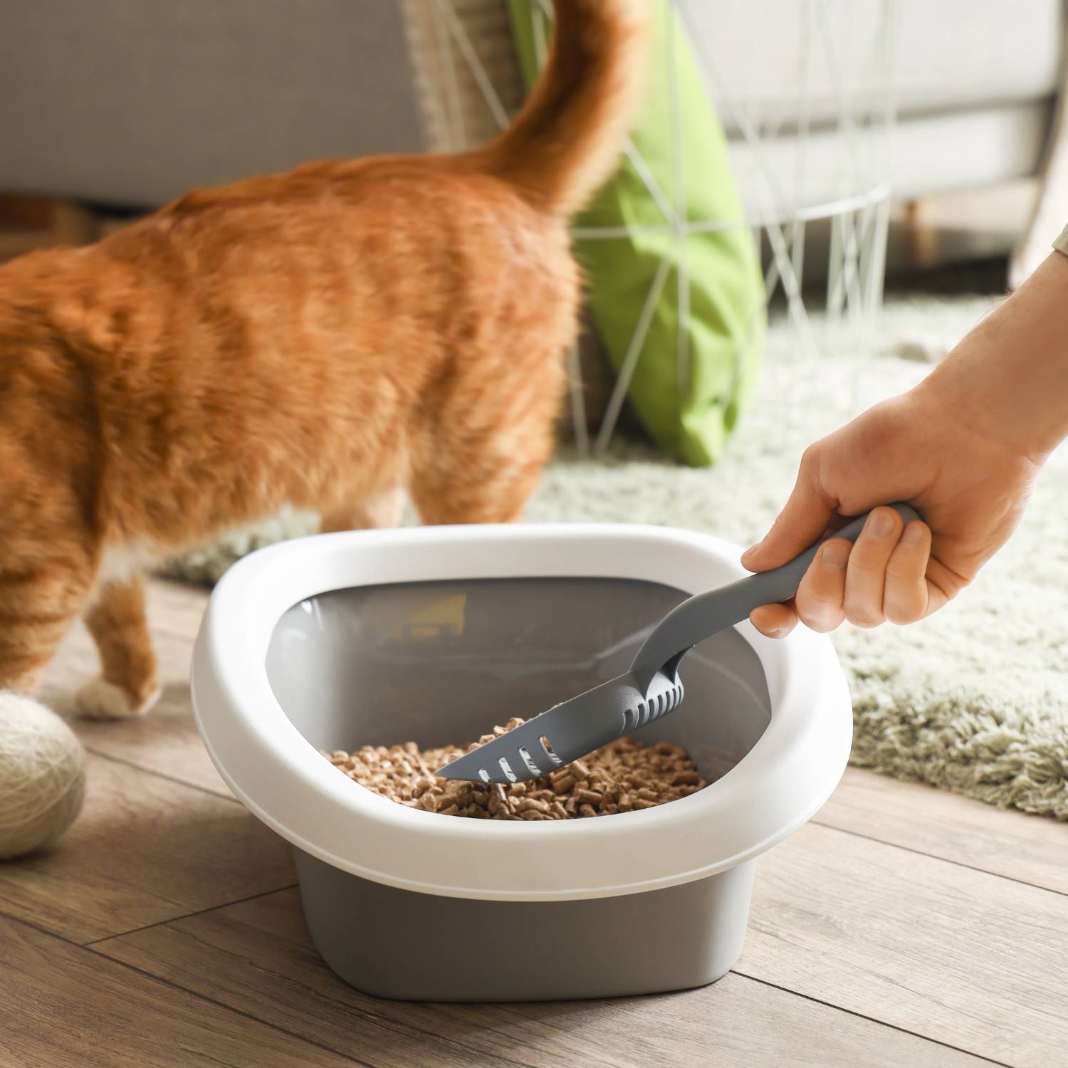 Cat Litter: image 3