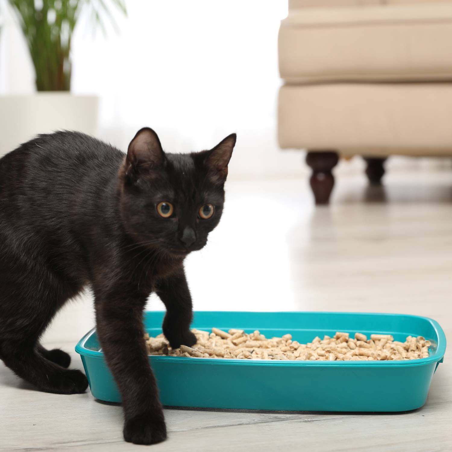 Cat Litter: image 1